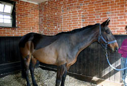 Happy horse with needles