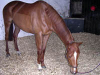 Relaxed racehorse after acupunture