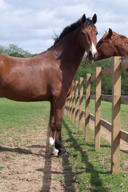 Ronnie, after his treatment